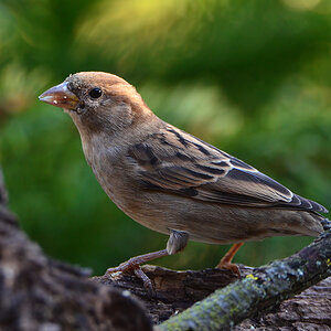 DSC 9975 Spatz