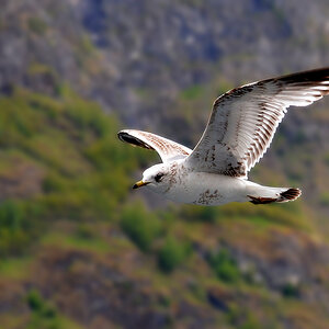 DSC 5917 Möwe