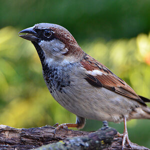 DSC 9988 Spatz