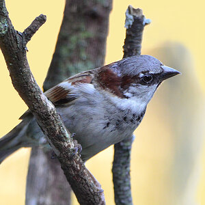 DSC 9995 Spatz