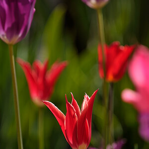 Tulpen DSC2570