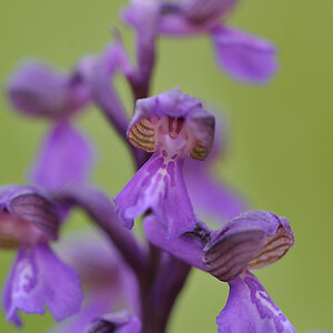 Anacamptis Morio JHZ DSC2575