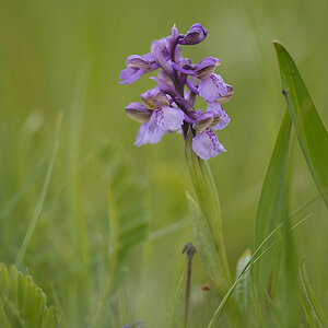 Anacamptis Morio JHZ DSC2579