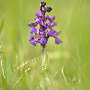 Anacamptis Morio JHZ DSC2582