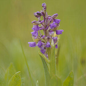 Anacamptis Morio JHZ DSC2585