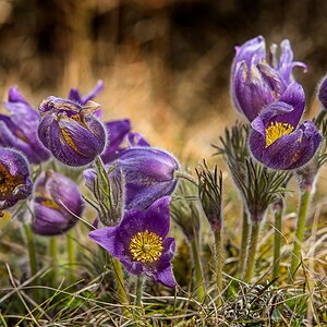 20160403 N72 1505Kuhschellen