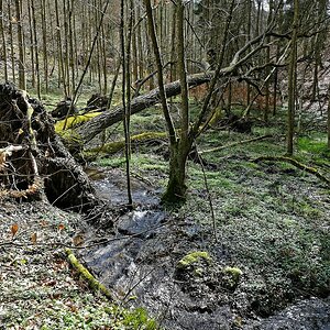 Wasser im Wald
