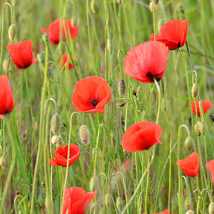 DSC 1097 Mohn