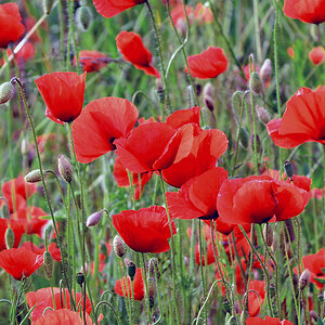 DSC 1076 Mohn