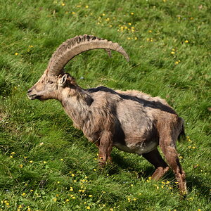 201607 Steinbock 1