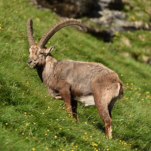 201607 Steinbock 2