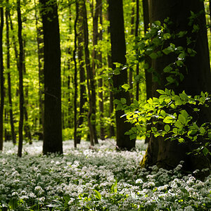 baerlauchwald 1
