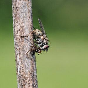 Fliege mit Beute