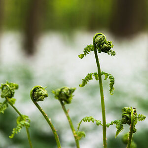 baerlauchwald 2