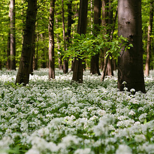 baerlauchwald 3