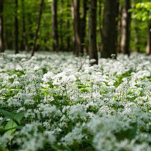 baerlauchwald 4