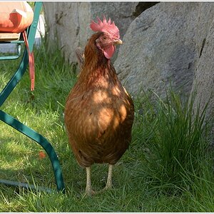 das huhn