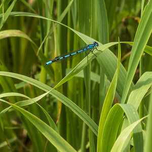 Libelle