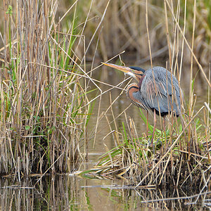 DSC 1353 Purpur