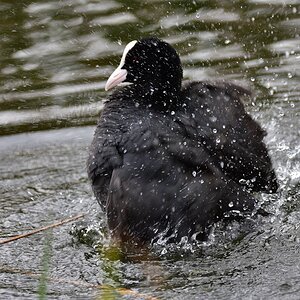 Blässhuhn 2016 06080