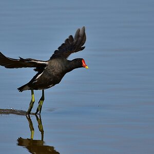 Teichhuhn 2016 06022
