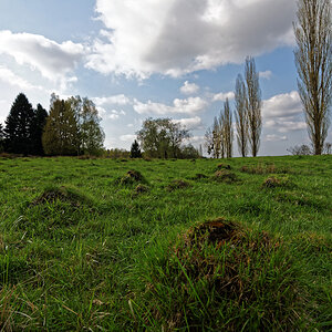DSC 3904 NSG Gedau 20160501