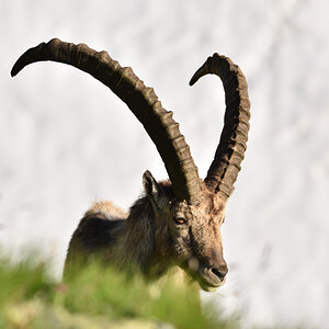 201607 Steinbock 8