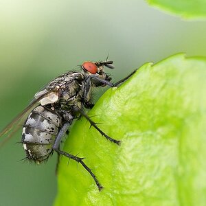 Fliege