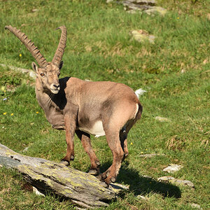 201607 Steinbock 10