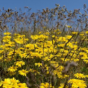 Dotterblumen Georgien