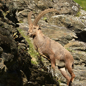 201607 Steinbock 12