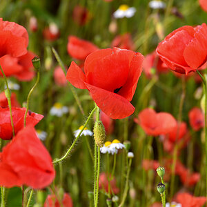 DSC 1105 Mohn
