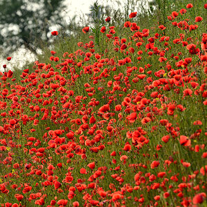 DSC 1114 Mohn