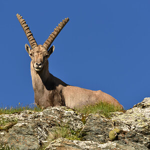 201607 Steinbock 16