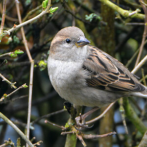 DSC 0962 Spatz