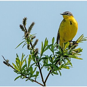 D75 3876 Schafstelze II 5 2016