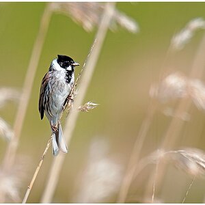 D75 3986 Schwarzkehlchen I 5 2016