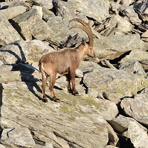 201607 Steinbock 18