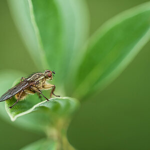 Fliege0copy