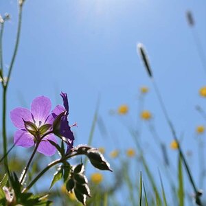Frühsommerwiese Schwäbische Alb 2