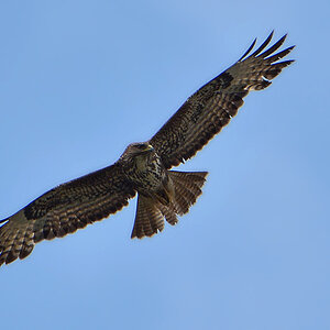 DSC 1773 Bussard