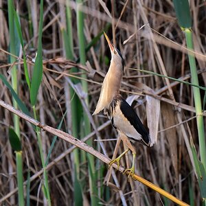 Zwergrohrdommel 2016 05430
