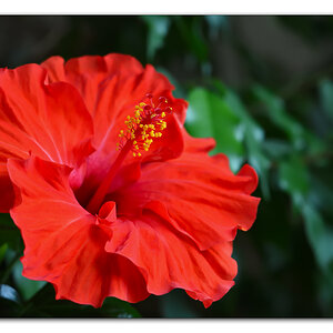 Hibiskus