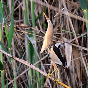 Zwergrohrdommel 2016 05431