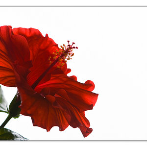 Hibiskus High-Key