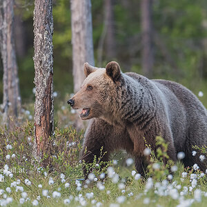 Braunbär, D500, AFS 4/600, ISO 1600, 1/350sec, Bl. 4