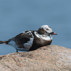 ruhende Eisente, D500, AFS 4/600mm, ISO 200, Bl. 5,6, 1/2000sec.