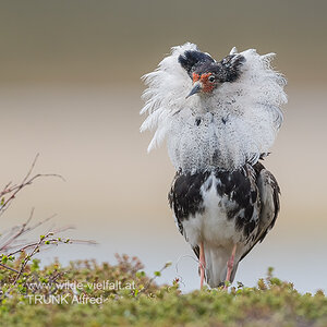 Kampfläufer, D500, AFS 4/600mm, ISO 400, 1/3000sec., Bl. 4,8