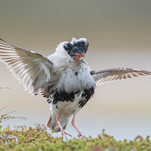 Kampfläufer, D500, AFS 4/600mm, ISO 400, Bl. 4,8, 1/3000sec