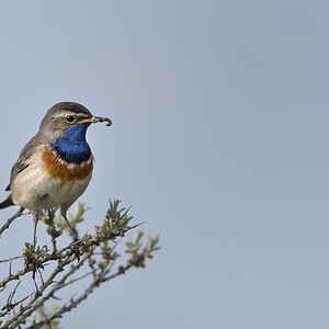 For. Blaukehlchen 2 5063